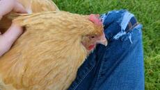 Petting The Bird - Videoclip.bg