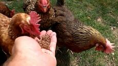 Do Chickens Like Flax Seeds? - Videoclip.bg