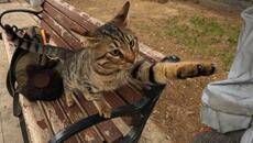 Stray cat asking for affection in a cute way - Videoclip.bg