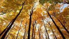 Volkoder & MC Hollywood - How [DIRTYBIRD] (Fortza Remix Edit) - Videoclip.bg