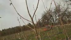 #Фундук. Результат після штучного дозапилення, квітень 2024р. Є субтитри. - Videoclip.bg