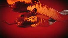 LIVING GATE - To Cut Off The Head Of The Snake (Official Music Video) - Videoclip.bg