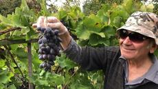 С Антоан Антонов на гроздобер 2024 г. - Ани и Антоан заедно - Poetry As Song