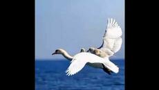 Птици носят малките си на гърба - 2 ноября 2024 г. - Videoclip.bg