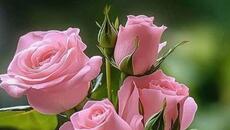 Музика и поезия за живота и любовта - Poetry As Song