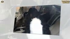 Dido Bend 2025 Кючека на Златко - Videoclip.bg