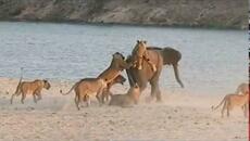 Млад слон оцелява след атаката на 14 лъва! - Videoclip.bg