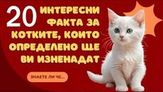 20 Интересни факта за котките, които определено ще ви изненадат/20 Facts About Cats - Videoclip.bg