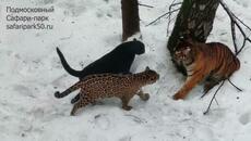 Яркие, экзотические кошки играют вместе: тигр, лев, чёрный ягуар, пятнистый ягуар - Videoclip.bg