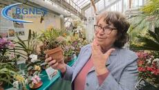 Черна орхидея разцъфна в Ботаническата градина на БАН - Videoclip.bg