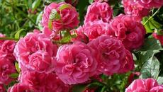 •♫•♬•Моя обична БЪЛГАРИЙО/песен от сърце| Official MV #новапесен #България #fifin07 #3март - Videoclip.bg