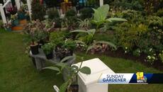 Sunday Gardener: Fragrant flowers for spring - Videoclip.bg