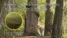 カナダ・サケと原生林 の謎 / The Mystery of Old Growth Forests and Salmon, Vancouver Island (Eng. Sub). - Videoclip.bg