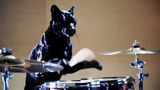 Шуменската избягала черна пантера се намери и то със сподвижници... - Videoclip.bg