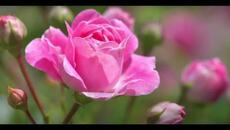 •♫•♬• Една българска роза и  97 за Найден Вълчев /ЧРД - 98 години! | Official MV #music #fifin07 - Videoclip.bg