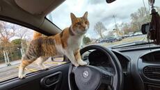The stray cat got in my Car and asked me to take her home. - Videoclip.bg