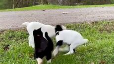 Cats and many animals - Videoclip.bg