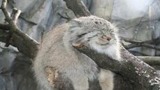 manul life could be dream - Videoclip.bg