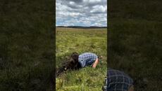 Спасяването на едно малко конче с име Изгряваща звезда - Videoclip.bg