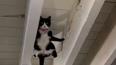 За нас котешкото съсловие препятствия няма и не може и да има!!! - Videoclip.bg