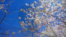 ® Sasa Jelic  i SJ studio - Ne kidaj mi srce © 2025 - Videoclip.bg