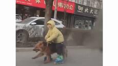 Ето така се разхожда куче СМЯХ - Videoclip.bg