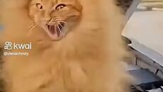 Автомеханици  vídeo - Videoclip.bg