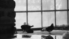 Турско - Videoclip.bg