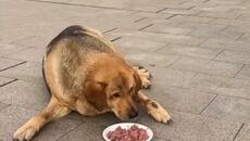 Бездомно куче на протестите в София - Videoclip.bg