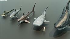 Living & Extinct Sharks size comparison - Videoclip.bg