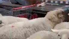 Стадо овце нахлуха в супермаркет - Videoclip.bg