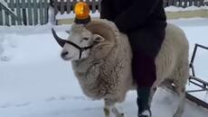 Снегопочистваща техника - Videoclip.bg