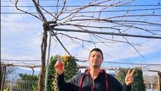 Как се реже асма - обяснено разбираемо  за градинари без опит - Videoclip.bg