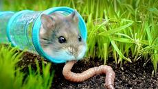 Can a Hamster Survive in the Wild? - Videoclip.bg
