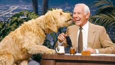 The Most FUNNY Animals On The Tonight Show - Videoclip.bg