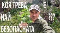 НАЙ-БЕЗОПАСНАТА ТРЕВА ЗА ЯДЕНЕ? SAFEST GRASS TO EAT? #forage #garden #herbs #edibleplants - Videoclip.bg