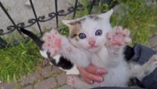 A Tiny, Sweet, Innocent Face the World Never Deserved - Videoclip.bg