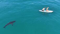 Great White Shark Stalks Teen And Her Uncle On Paddleboard - Videoclip.bg
