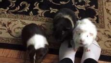 Snack time for some free range guinea pigs - Videoclip.bg