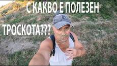 С КАКВО Е ПОЛЕЗЕН ТРОСКОТА? What Are the Benefits of Couch Grass? #herbs #forage #medicinalplants - Videoclip.bg