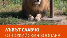 Лъвът Славчо почина на Световния ден на лъва - Videoclip.bg