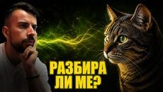 Защо връзката между човек и котка е толкова специална? - Videoclip.bg