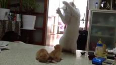 Коте за първи път вижда новородени малки котенца - Videoclip.bg