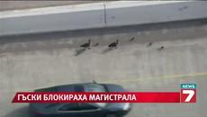 Гъски предизвикаха километрични задръствания - Videoclip.bg