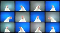 Супер Видео - Techno Chicken Remix - Videoclip.bg