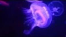 Ушата медуза (Aurelia aurita) Ни Честити денят на Земята - Earth Day 2014 Google - Videoclip.bg