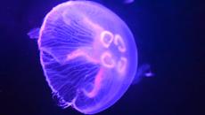 Ушата медуза (Aurelia aurita) Ни Честити денят на Земята - Earth Day 22.04.2014 Google - Videoclip.bg