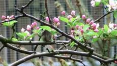 Колибри ви честити денят на Земята - 22.Април2014 - Videoclip.bg