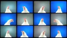 Песен на петлетата - Videoclip.bg