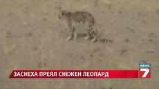 Снимаха преял с овца снежен леопард - Videoclip.bg